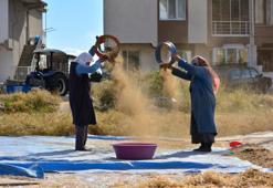 Türk mutfağının vazgeçilmezinde hasat başladı! Tazesi 80 lira, kurusu 120 liradan satılıyor