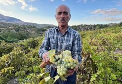Bağ bozumu sonrası pekmez telaşı! Eski yöntemlerle üretiliyor