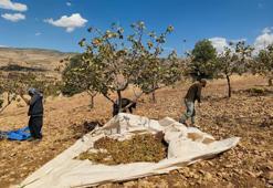 Kuraklık vurdu, rekolte düştü! Bu yıl yüksek fiyata tüketilecek