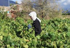 Erzincan’ın siyah incisi için hasat zamanı! Türkiye'nin dört bir yanına satış başladı