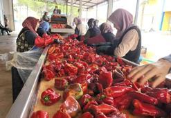 Bursa'da 1 mahalle Hollanda için çalışıyor! Sadece kadınlar üretiyor: 2 bin ton ihracat var