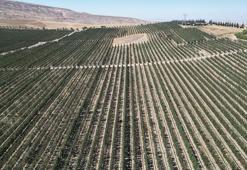 Niğde'de çiftçiler susuzluğa çare buldu! Elma bahçeleri suya hasret kalmayacak