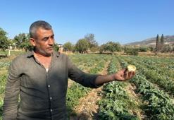 Tarlada 8 liraya alınıyor! Sadece bir işlemden geçtikten sonra 60 liraya satılıyor