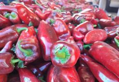 Pazar tezgahları doldu! Salçalık biber hareketliliği