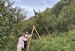 Meyve tabaklarının vazgeçilmezi geçen yıl 12,5 liraya satılıyordu! Bu yıl 50 liradan gidiyor