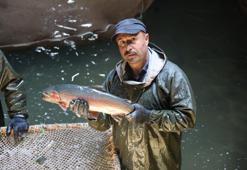 Atlantik somonuna karşı Türk somonu! Tatlı sudan tuzlu suya daldık, AB'de lider olduk