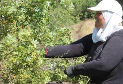 Konya’da ‘çıtlak’ Tokat’ta ‘çedene’ Manisa’da ‘çitlembik’ diyorlar! Hasat başladı