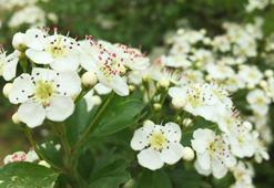 Sivas'ın dağlarında hiçbir müdahale olmadan kendiliğinden yetişiyor! Faydasını bilen arayıp buluyor, kilosu 200 TL'den kapış kapış gidiyor