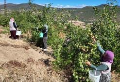 Manisa'da hasat başladı! Bir mahalle bu ürünle geçimini sağlıyor