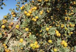 Malatyalı kayısıdan umudu kesince çareyi onda buldu: Kilosu 250 liradan başlıyor, üretici için altın değerinde!