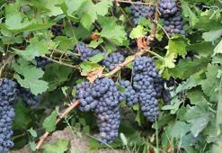 Van'da hasat başladı! Pestil ve pekmeze dönüşecek: Coğrafi tescilli üründe rekor verim!