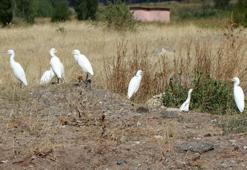 Erzincan'da koruma altına alındı: Göç hareketleri izlenmeye başlandı