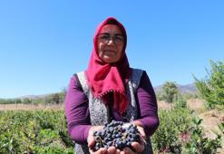 Köyüne dönüp üretmeye başladı, hastalığına şifayı o meyvede buldu! Şimdi hastalara ücretsiz dağıtacak