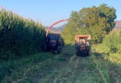 Manisa'da hazırlıklar başladı! Mısırlar eziliyor, üstü örtülüyor! 20 gün sonra yem oluyor