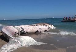 Mersin'de 4 yıl önce ölen balina gömüldüğü yerden çıkarılacak! Türkiye'de bir ilk gerçekleşecek