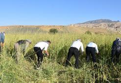 Şırnak'ta Dergul tahini coğrafi işaret kazanınca ham maddesinin üretim alanı genişledi! Çiftçiler oraklarla biçiyor