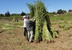 En kalitelisi bu ilimizde yetişiyor, adına 'altın' deniyor! Kilosu 140 liradan satılıyor