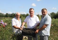 Tanesi küçük şifası büyük! Hasadı başladı, kilosu 100 TL’den satılıyor