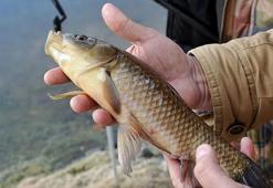 İsrail sazanı tehlikesi! Karadeniz’de büyük tehdit oluşturmaya devam ediyor