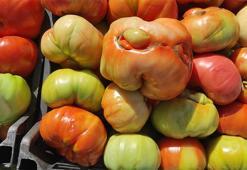 Bu domatesler bildiğiniz gibi değil! Sason’un yüksek yaylalarında yetişiyor, her biri 700 gram…