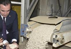 Türkiye'nin tohumluk ihtiyacının yarısı bu şehirden karşılanıyor! Bu yıl rekor kırıldı