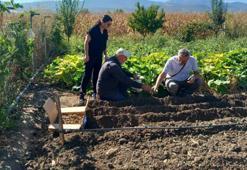 Tokat'ta ilk kez resmi izinle tarlaya dikildi! Toplanması yasak! Yeni gelir kaynağı olacak