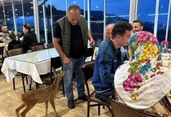 Trabzon'daki yürekleri ısıtan hikaye: Terk edilmiş karaca işletmenin maskotu oldu!