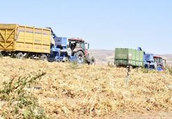 Bitlis'ten tüm Türkiye'ye gönderiliyor! Rekor hasat! Tarlalar dolup taştı