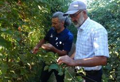 Malatya'nın 5 ilçesinde 40 dekar bahçe hibe veriliyor! Üretimde ilk kez kullanılacak