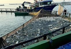 Sinop'ta üretilip yurt dışına satılıyor! Avrupa ülkeleri kapış kapış alıyor