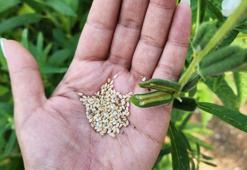 Susam üretiminin arttırılması için kollar sıvandı, makineli üretim devreye girdi