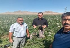 Konya’da uzmanından önemli uyarı! Son günler olabilir: Hemen kontrol edin!