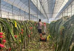 Kilosu 150 TL olunca üretici çare aradı: Antalya'da seralara kuruldu! Pazara gidene kadar ürünü koruyor