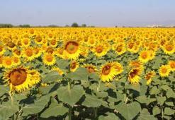 Ayçiçek alım fiyatları açıklandı! Üreticiye nakliye ücreti de ödenecek