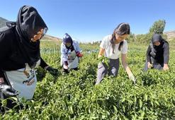 Elazığlı kadınlar devlet desteğiyle üretime başladı: Bahçelerine ektiler, satış rekoru kırıyor!