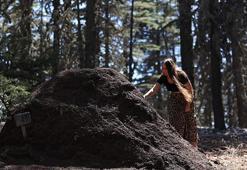 Antalya'nın asırlık sedirleri gizli bir orduya emanet: 1 metreyi geçen dev yuvalarıyla ormanı onlar koruyor!