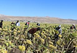 Ağrı'da ayçiçeği bereketi! Hasat başladı: Üreticinin yüzü gülüyor