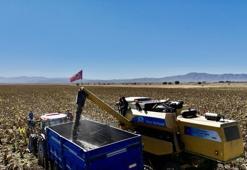 Bu ürün Ağrı'yı zengin etti! 50 bin dekarda üretime geçildi: Herkes onu ekiyor