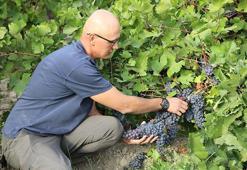 Geçmişi 3 bin yıllık! Bu üzüm sadece bir ilçede yetişiyor