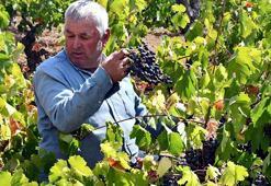 Ürettikleri ürüne yoğun talep var! Avrupa ülkelerine satıyorlar