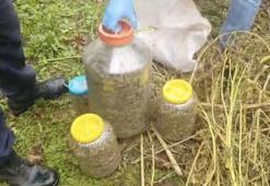 Samsun'da fındık bahçesinden bidon bidon çıktı! Görür görmez jandarmayı aradılar