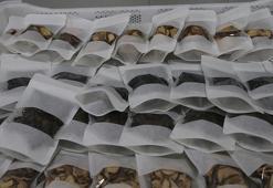 Tokat'ta devreye alındı! Hiçbir maliyeti yok, günlük 1 ton üretecekler