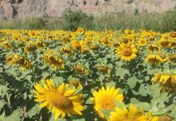 Aydın'da rekor! 95 bin dekar alana ekildi