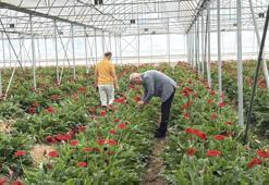 Tokat'ta bir zamanlar hayvan otlağıydı, şimdi dev bir üretim üssü oldu!