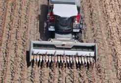 Ayçiçeği kurudu, tarlalar boş kaldı! Çiftçi zor günler geçiriyor