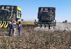 Aydın'da pamuk toplama fiyatı belli oldu