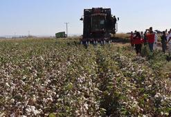 Hatay'da 'beyaz altın' hasadı başladı! 140 bin ton civarı rekolte bekleniyor