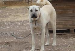 Sivas'ta kangalların bilinmeyen özelliği ortaya çıktı! Dengeleri değişti, artık eski gibi değil