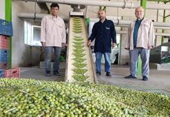 Manisa'da erken dönem hasat başladı! Üreticiler fabrikalara koşuyor