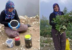 Trabzon yaylalarında kendiliğinden yetişiyor, kilosu altın değerinde! Taleplere yetişemiyorlar